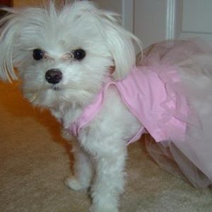 Pink Puppy Tutu